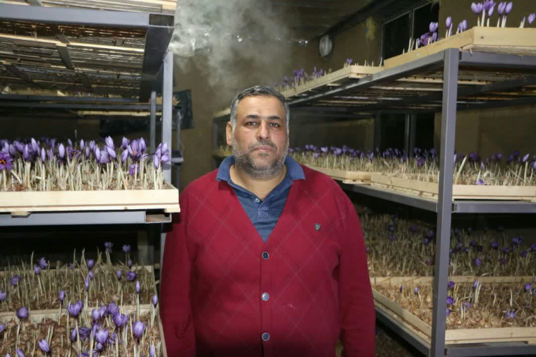 کشت زعفران گلخانه‌ای شهروند گنبدی/ تولید عسل طبیعی در محیط شهری گنبد + تصاویر
