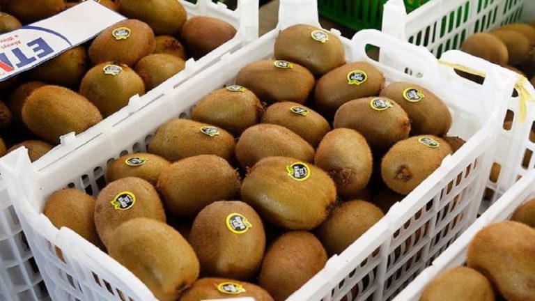 صادرات ۵ هزار تنی کیوی از بندر نوشهر